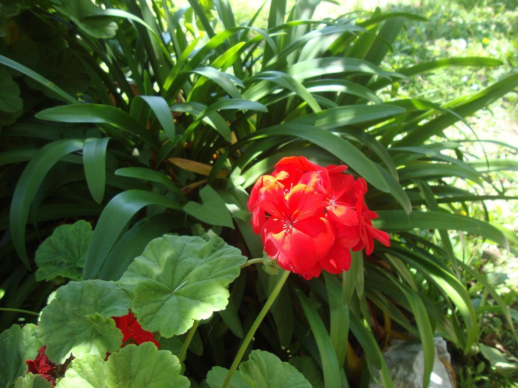 The Red Dragon Konukevi Dassia (Corfu)